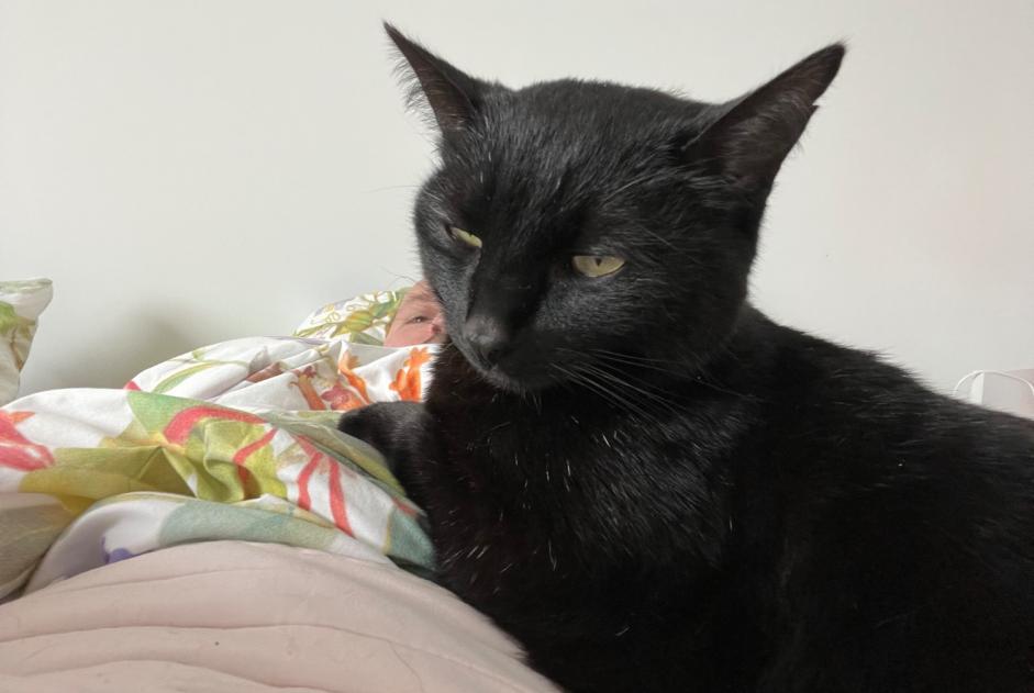 Avviso scomparsa Gatto Maschio , 8 anni Cappelle-en-Pévèle Francia