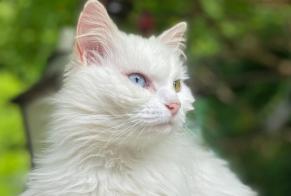 Avviso scomparsa Gatto Femmina , 8 anni Couture Francia