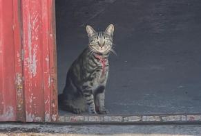 Avviso scomparsa Gatto incrocio di razze Maschio , 1 anni Madrid Spagna