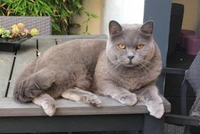 Avviso scomparsa Gatto  Maschio , 9 anni Platja d'Aro Spagna