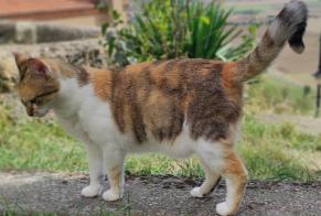 Avviso scomparsa Gatto  Femmina , 3 anni Nonette-Orsonnette Francia