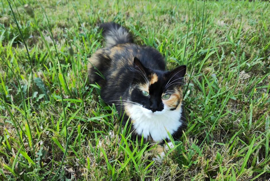 Avviso scomparsa Gatto Femmina , 2 anni Simancas Spagna