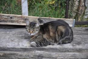 Avviso scomparsa Gatto Maschio , 13 anni Blonay - Saint-Légier Svizzera