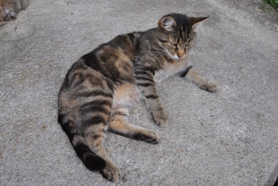 Avviso scomparsa Gatto Maschio , 13 anni Blonay - Saint-Légier Svizzera