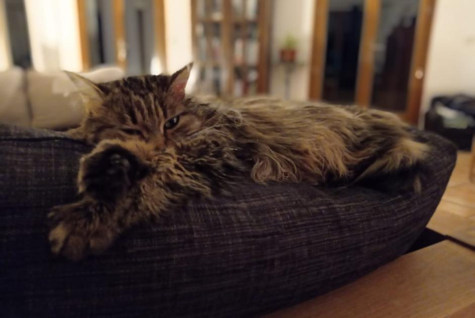 Avviso scomparsa Gatto Femmina , 6 anni Agonès Francia