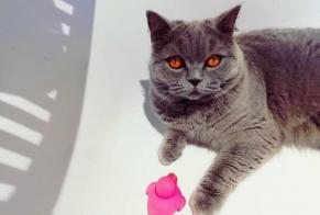 Avviso scomparsa Gatto  Femmina , 7 anni Flémalle Belgio