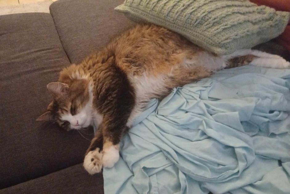 Avviso scomparsa Gatto incrocio di razze Femmina , 8 anni Ans Belgio