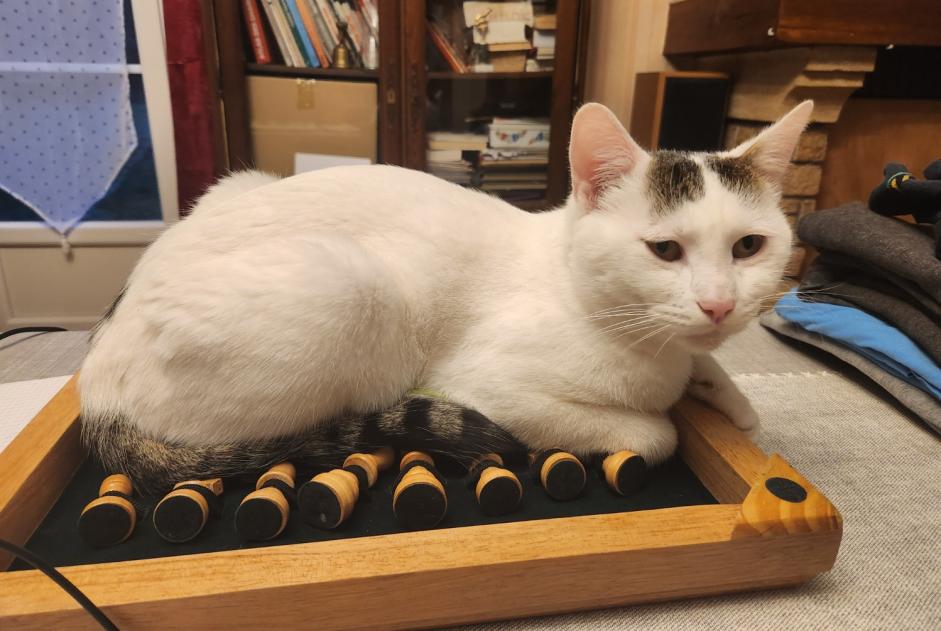 Avviso scomparsa Gatto Maschio , 2 anni La Chapelle-en-Vexin Francia