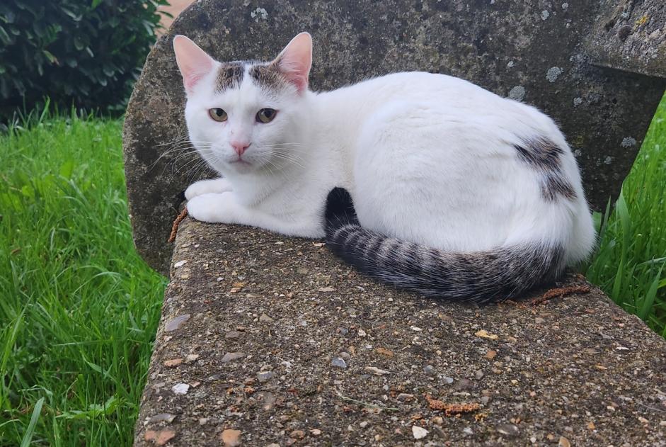 Avviso scomparsa Gatto Maschio , 2 anni La Chapelle-en-Vexin Francia