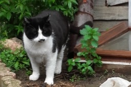 Avviso scomparsa Gatto Maschio , 8 anni Urbanya Francia