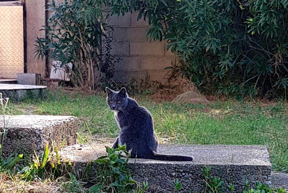 Avviso scomparsa Gatto  Femmina , 7 anni Auby Francia