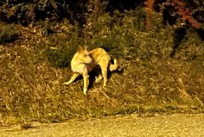 Avviso Ritrovamento Cane  Non conosciuta Carcassonne Francia