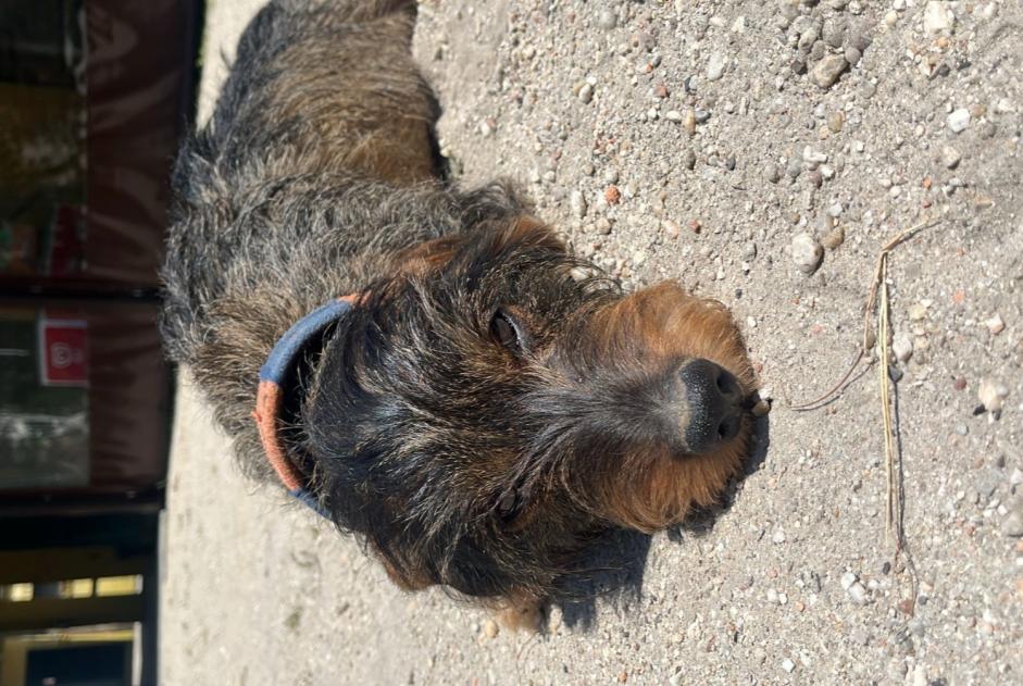 Avviso scomparsa Cane  Maschio , 6 anni Vilarinho Portogallo