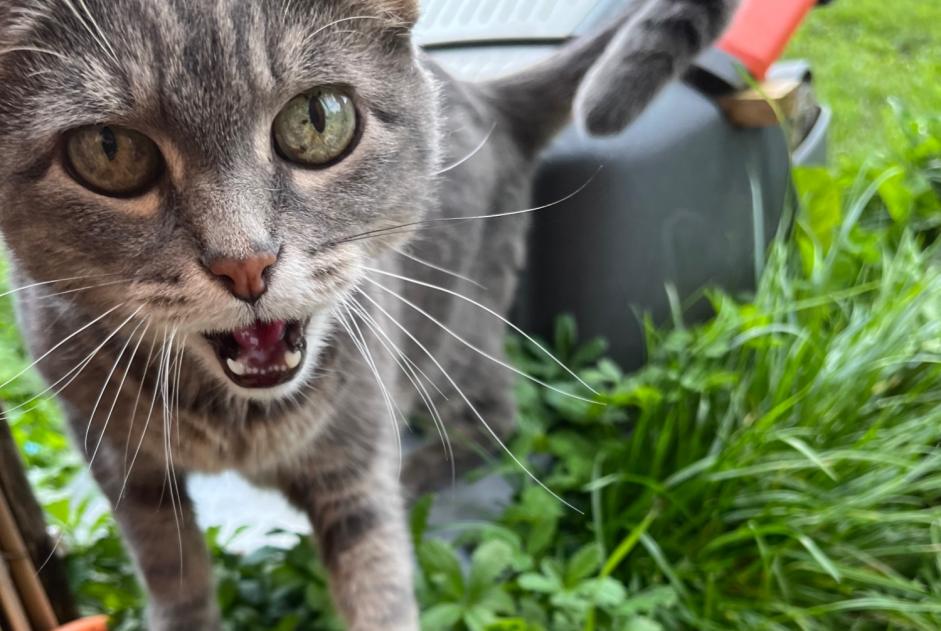 Avviso Ritrovamento Gatto Non conosciuta Penthaz Svizzera