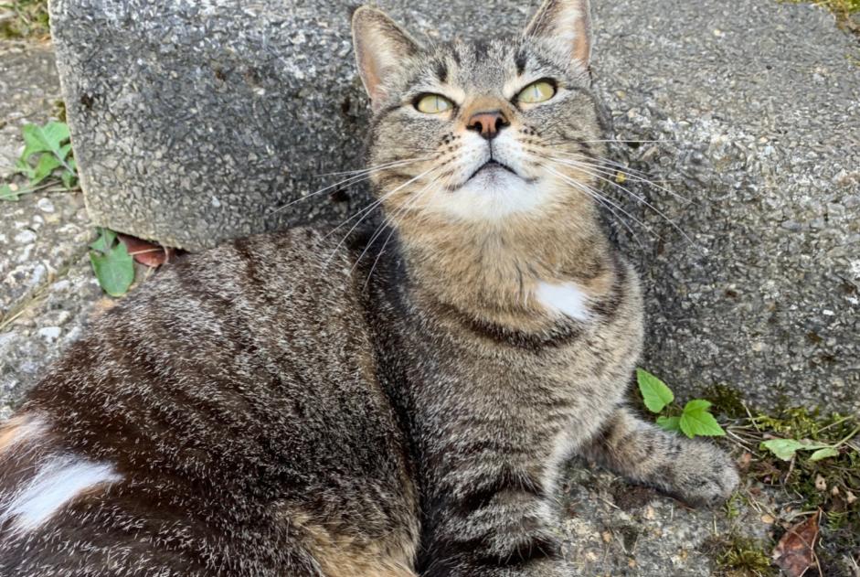 Avviso scomparsa Gatto Femmina , 7 anni Villars-sous-Yens Svizzera