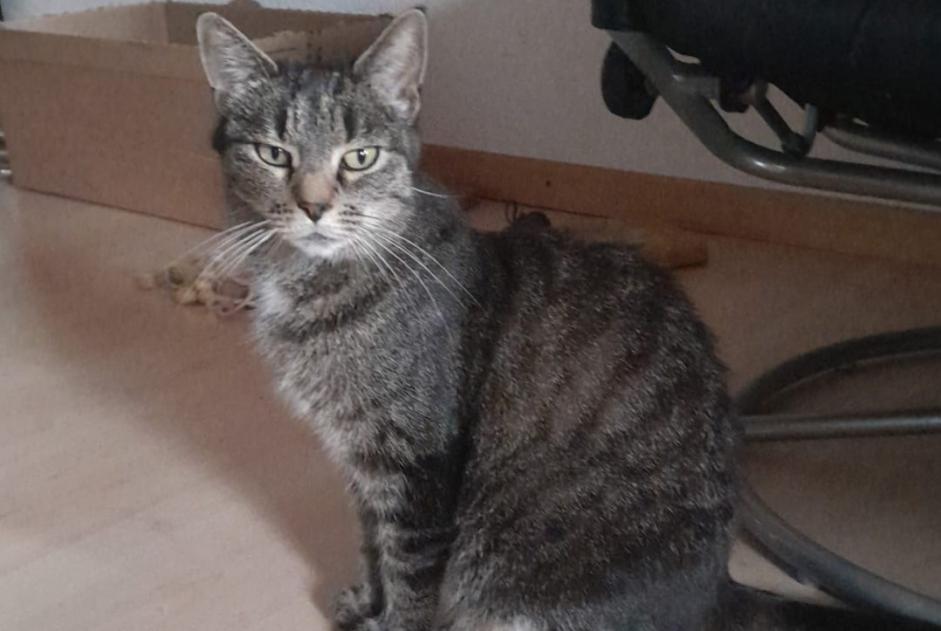 Avviso scomparsa Gatto Femmina , 7 anni Villars-sous-Yens Svizzera