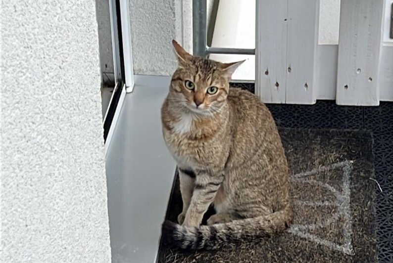 Avviso Ritrovamento Gatto Maschio Sergey Svizzera