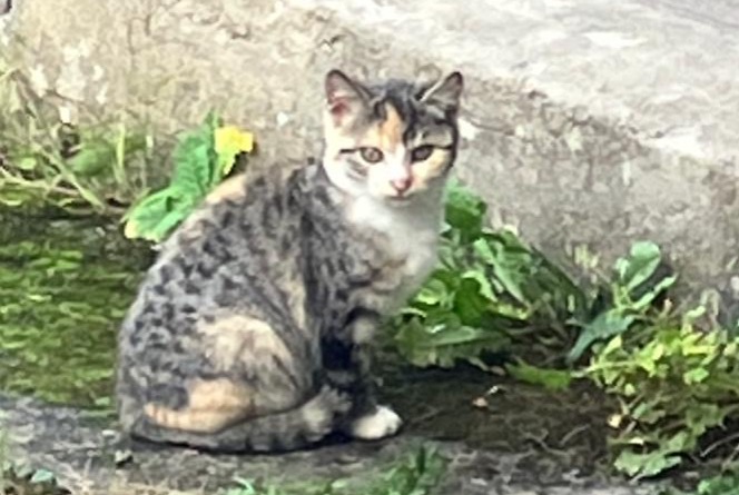 Avviso Ritrovamento Gatto Non conosciuta , Tra 4 e 6 mesi Faoug Svizzera