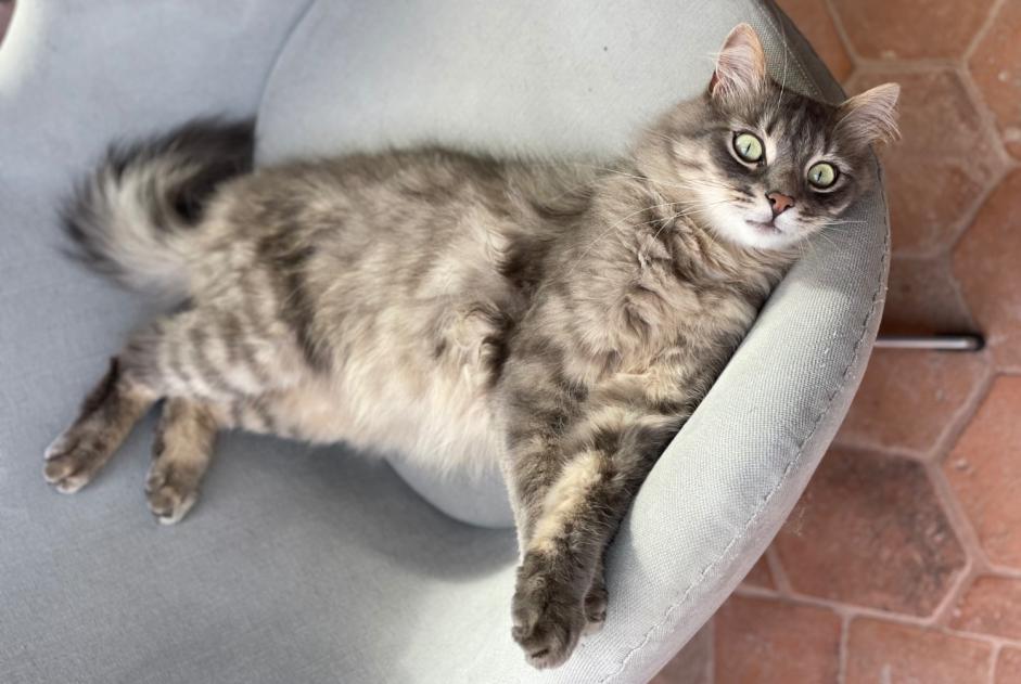 Avviso scomparsa Gatto Maschio , 3 anni Clermont-Ferrand Francia