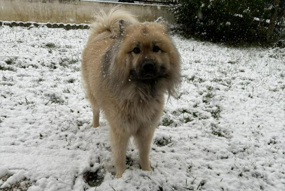 Avviso scomparsa Cane  Maschio , 7 anni Saint-Mard Francia