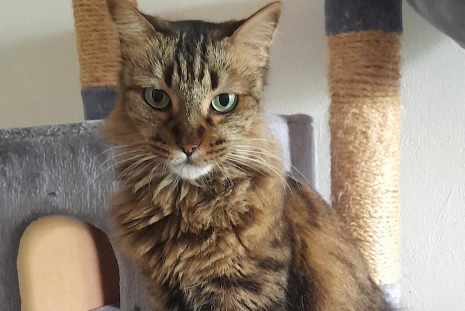 Avviso scomparsa Gatto Femmina , 7 anni Saint-Denis Francia