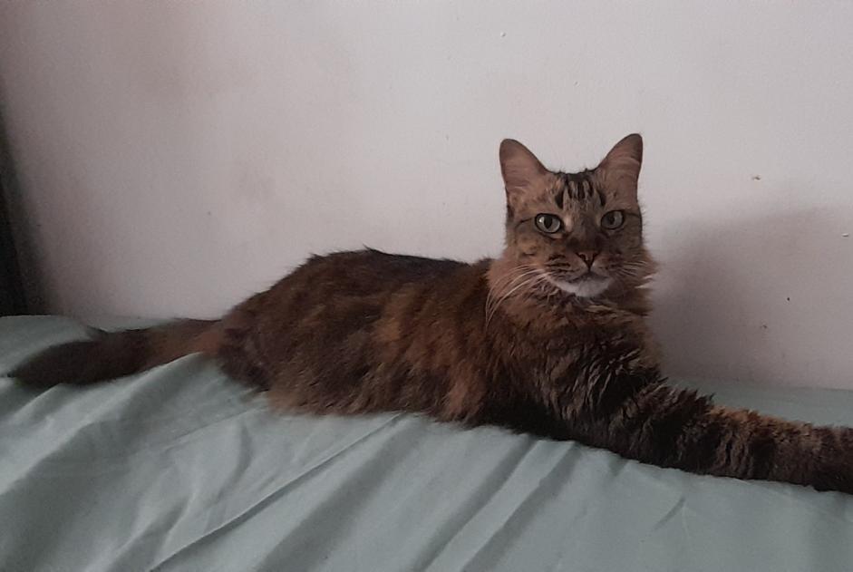 Avviso scomparsa Gatto Femmina , 7 anni Saint-Denis Francia