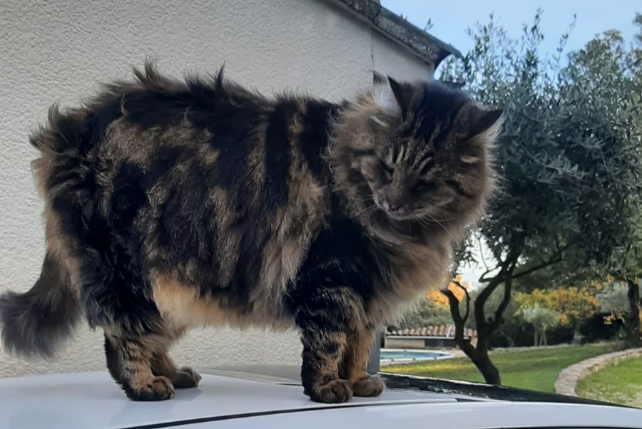 Avviso scomparsa Gatto  Femmina , 5 anni Bourg-Saint-Andéol Francia