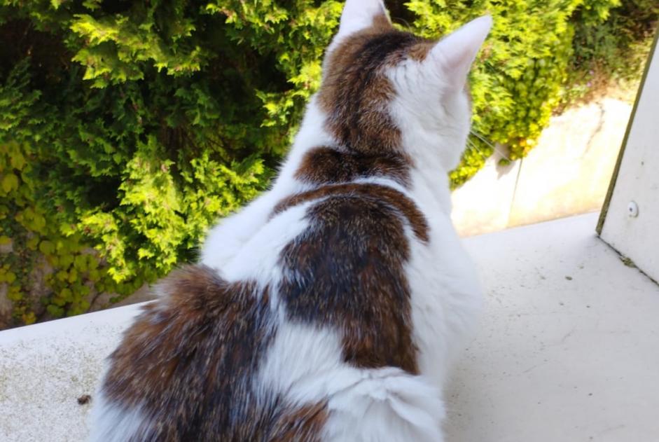 Avviso scomparsa Gatto  Maschio , 1 anni Blainville-sur-Orne Francia