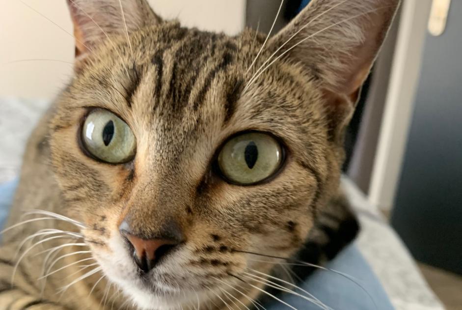 Avviso scomparsa Gatto incrocio di razze Femmina , 3 anni Monthieux Francia