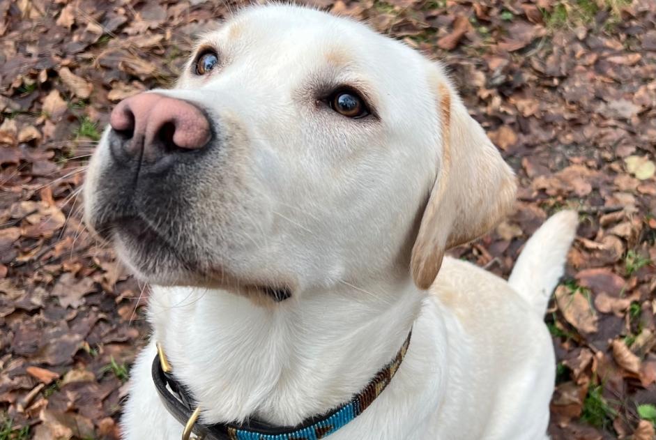 Avviso scomparsa Cane  Maschio , 12 anni Avilly-Saint-Léonard Francia