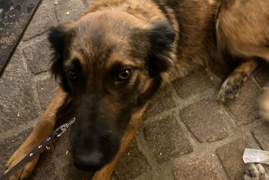 Avviso scomparsa Cane incrocio di razze Femmina , 2 anni Châteauroux-les-Alpes Francia