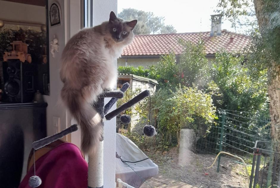 Avviso scomparsa Gatto incrocio di razze Femmina , 4 anni Messanges Francia