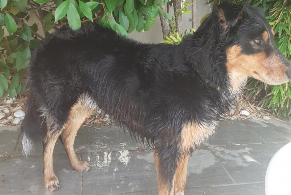 Avviso scomparsa Cane  Maschio , 4 anni Sauvian Francia