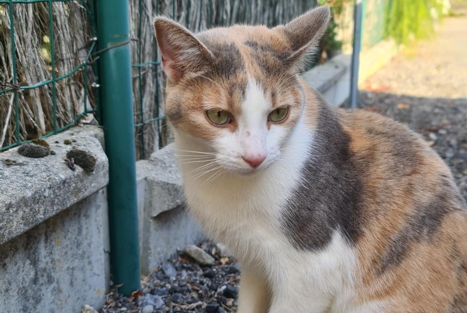 Avviso scomparsa Gatto Femmina , 4 anni Le Pallet Francia