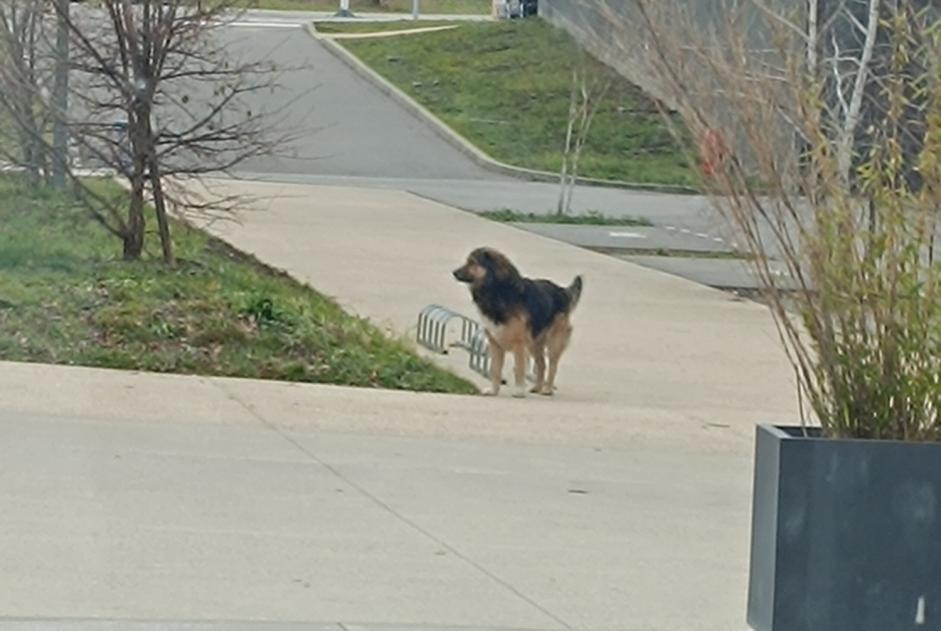 Avviso Ritrovamento Cane incrocio di razze Non conosciuta Archamps Francia