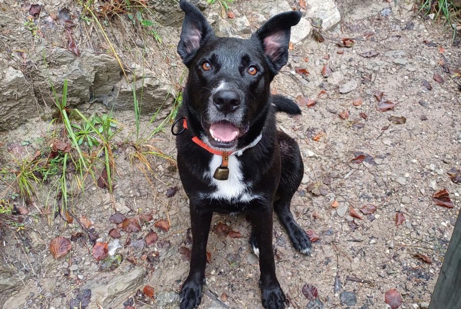 Avviso scomparsa Cane incrocio di razze Maschio , 5 anni Curienne Francia