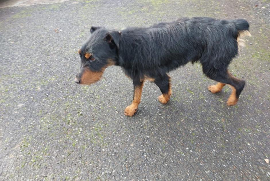 Avviso Ritrovamento Cane Non conosciuta Beyrie-en-Béarn Francia