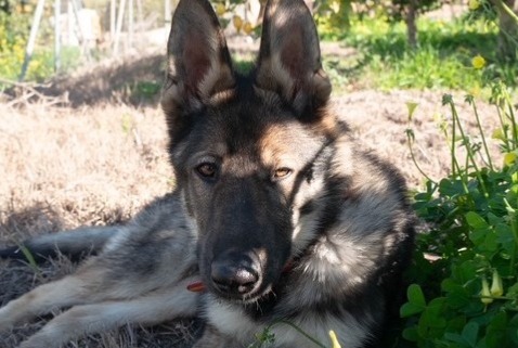 Avviso scomparsa Cane  Maschio , 1 anni Alhaurín el Grande Spagna