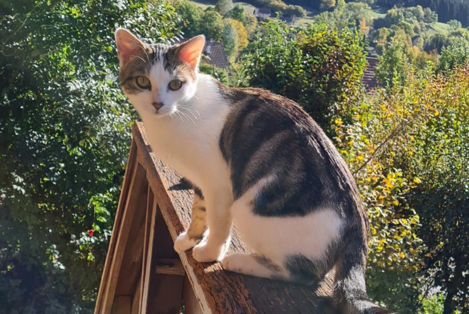 Avviso scomparsa Gatto incrocio di razze Femmina , 2 anni Arvillard Francia