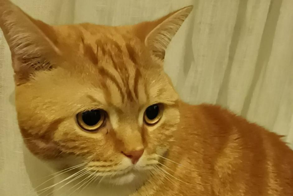 Avviso scomparsa Gatto incrocio di razze Maschio , 3 anni Nice Francia