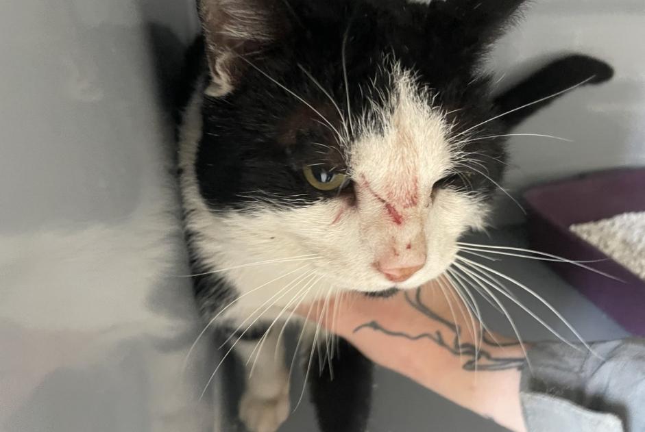 Avviso Ritrovamento Gatto Maschio , 4 anni Carrières-sur-Seine Francia