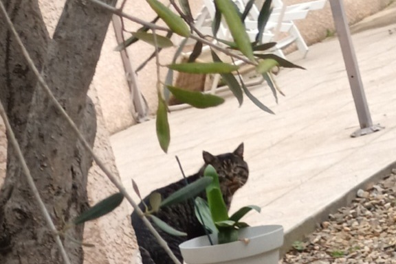 Avviso Ritrovamento Gatto Non conosciuta Narbonne Francia