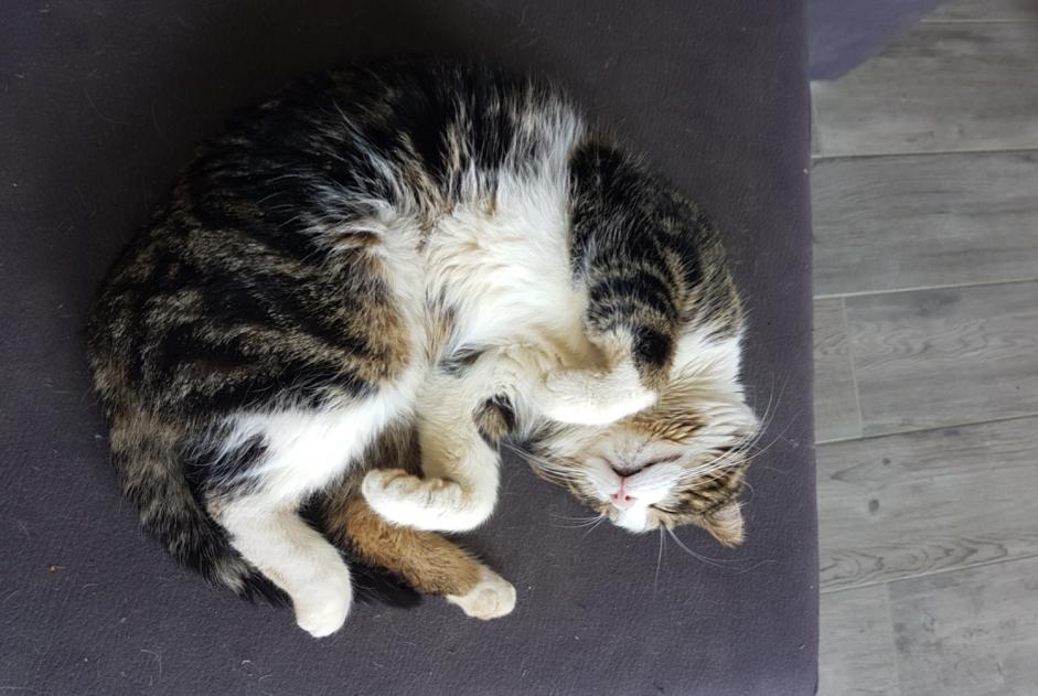 Avviso scomparsa Gatto Maschio , 9 anni Darnétal Francia