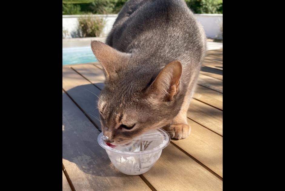 Avviso scomparsa Gatto  Maschio , 9 anni La Fouillade Francia