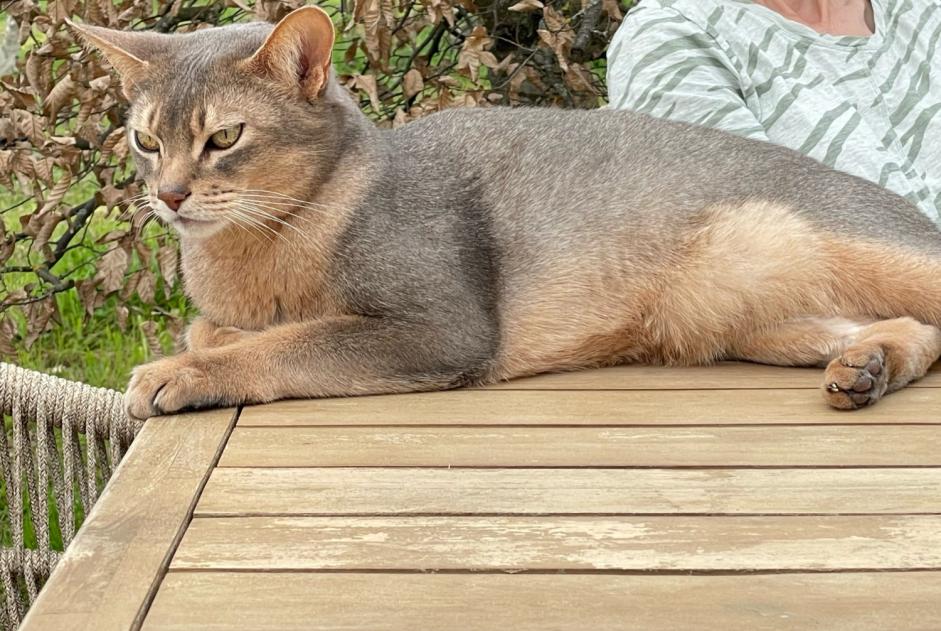 Avviso scomparsa Gatto  Maschio , 9 anni La Fouillade Francia