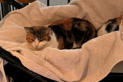 Avviso scomparsa Gatto Femmina , 5 anni Mont-la-Ville Svizzera