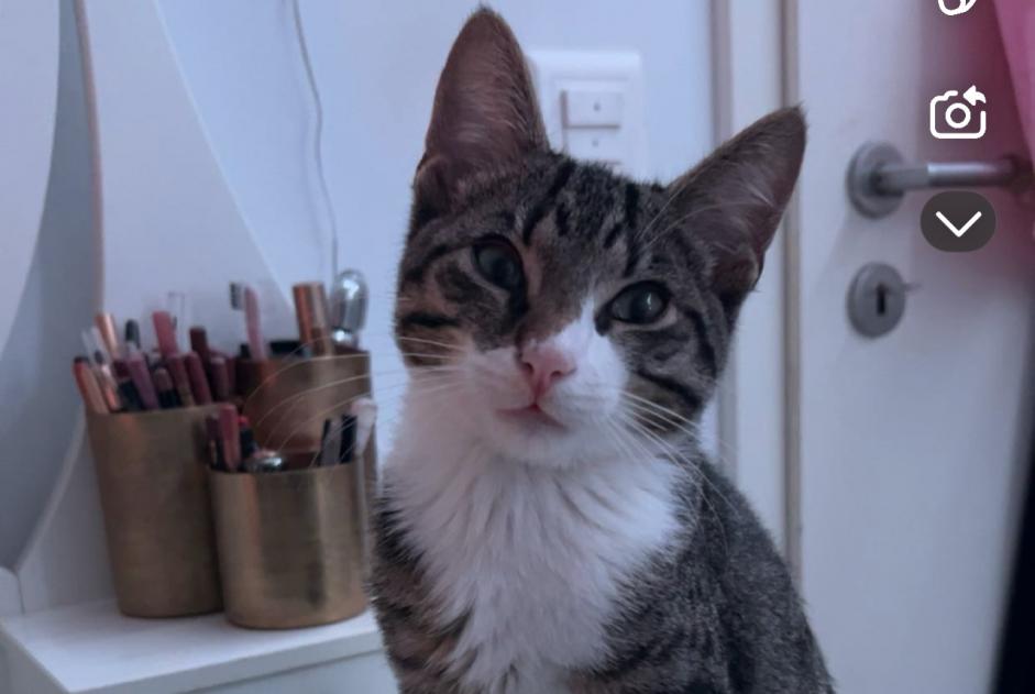 Avviso scomparsa Gatto Maschio , 1 anni Neuchâtel Svizzera