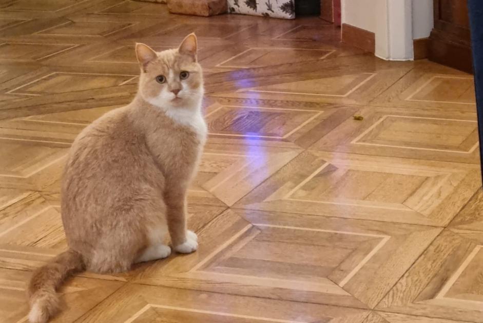 Avviso scomparsa Gatto incrocio di razze Maschio , 4 anni Montreux Svizzera