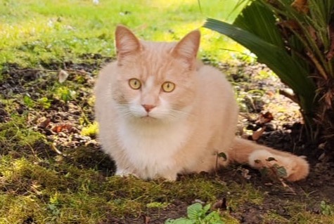 Avviso scomparsa Gatto incrocio di razze Maschio , 4 anni Montreux Svizzera