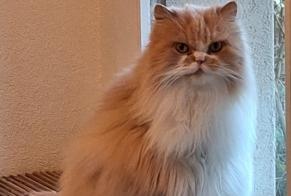 Avviso scomparsa Gatto  Maschio , 15 anni Montreux Svizzera